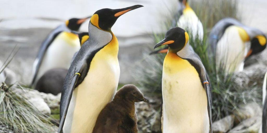 Pinguin-Familie im Zoo Zürich. Im Berliner Zoo versucht derweil ein schwules Pinguin-Pärchen, eine Regenbogenfamilie zu gründen. Die beiden Väter brüten abwechselnd das Ei einer Kollegin. (Symbolbild) Pinguin-Familie im Zoo Zürich. Im Berliner Zoo versucht derweil ein schwules Pinguin-Pärchen, eine Regenbogenfamilie zu gründen. Die beiden Väter brüten abwechselnd das Ei einer Kollegin. (Symbolbild)