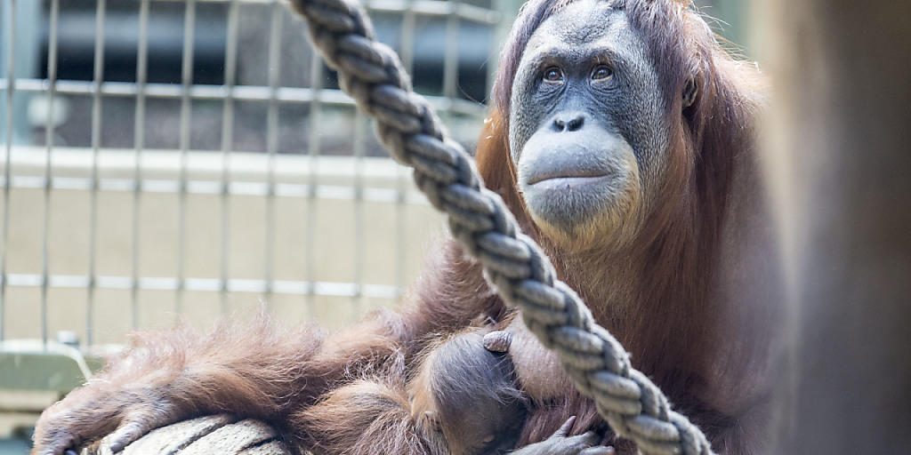 Orang-Utan Weibchen Xira mit Töchterchen Pandai im Zoo Zürich. Die Gruppe mit insgesamt zehn Tieren ist Teil des Europäischen Erhaltungszuchtprogramms. (Archivbild)