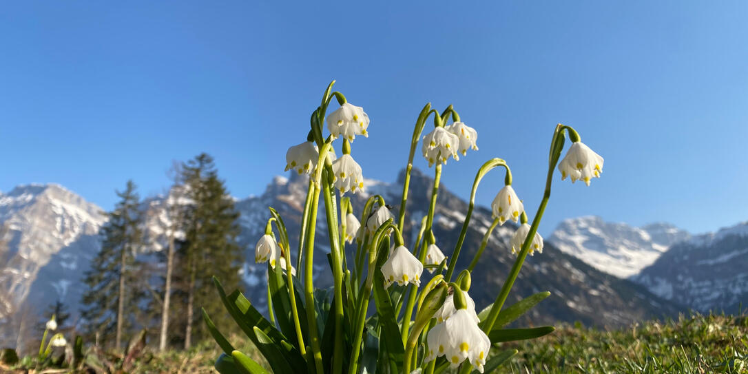 Spring snowflake (Leucojum vernum), Märzengloeckchen (Maerzengloeckchen), Märzenbecher (Maerzenbecher), Frühlings-Knotenblume (Fruehlings-Knotenblume), Nivéole de printemps, Proljetni drijemovac ili Visidjed Spring snowflake (Leucojum vernum), Märzengloeckchen (Maerzengloeckchen), Märzenbecher (Maerzenbecher), Frühlings-Knotenblume (Fruehlings-Knotenblume), Nivéole de printemps, Proljetni drijemovac ili Visidjed