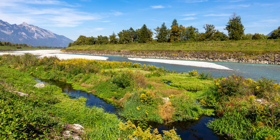 Der niedrige Wasserstand und die anhaltende Trockenheit des Rheins f&uuml;hrten auf den Sandb&auml;nken zur Bildung einer Auenvegetation.