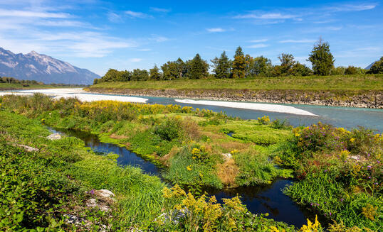 Der niedrige Wasserstand und die anhaltende Trockenheit des Rheins f&uuml;hrten auf den Sandb&auml;nken zur Bildung einer Auenvegetation.