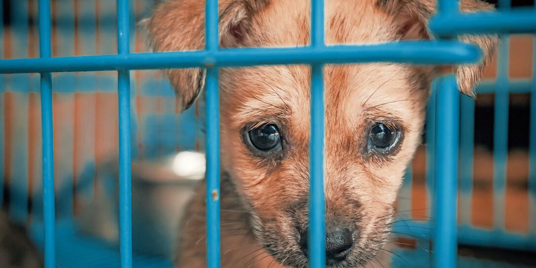Sad puppy in shelter behind fence waiting to be rescued and adopted to new home. Shelter for animals concept