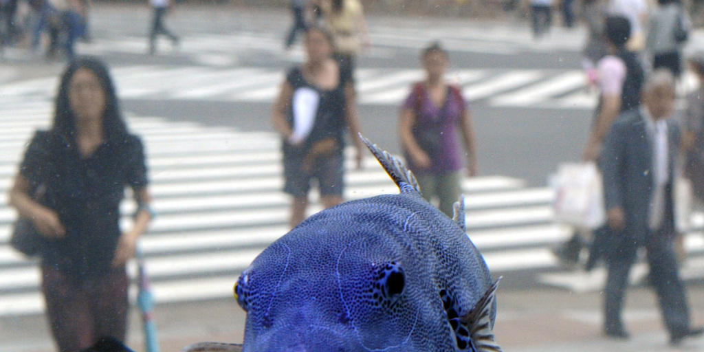 Hochgiftige Kugelfische sind ins Mittelmeer eingewandert. Bereits haben sich Menschen vergiftet. Dieser Riesenkugelfisch (Arothron stellatus) ist in einem Aquarium in einem Tokioter Einkaufszentrum ausgestellt. Hochgiftige Kugelfische sind ins Mittelmeer eingewandert. Bereits haben sich Menschen vergiftet. Dieser Riesenkugelfisch (Arothron stellatus) ist in einem Aquarium in einem Tokioter Einkaufszentrum ausgestellt.