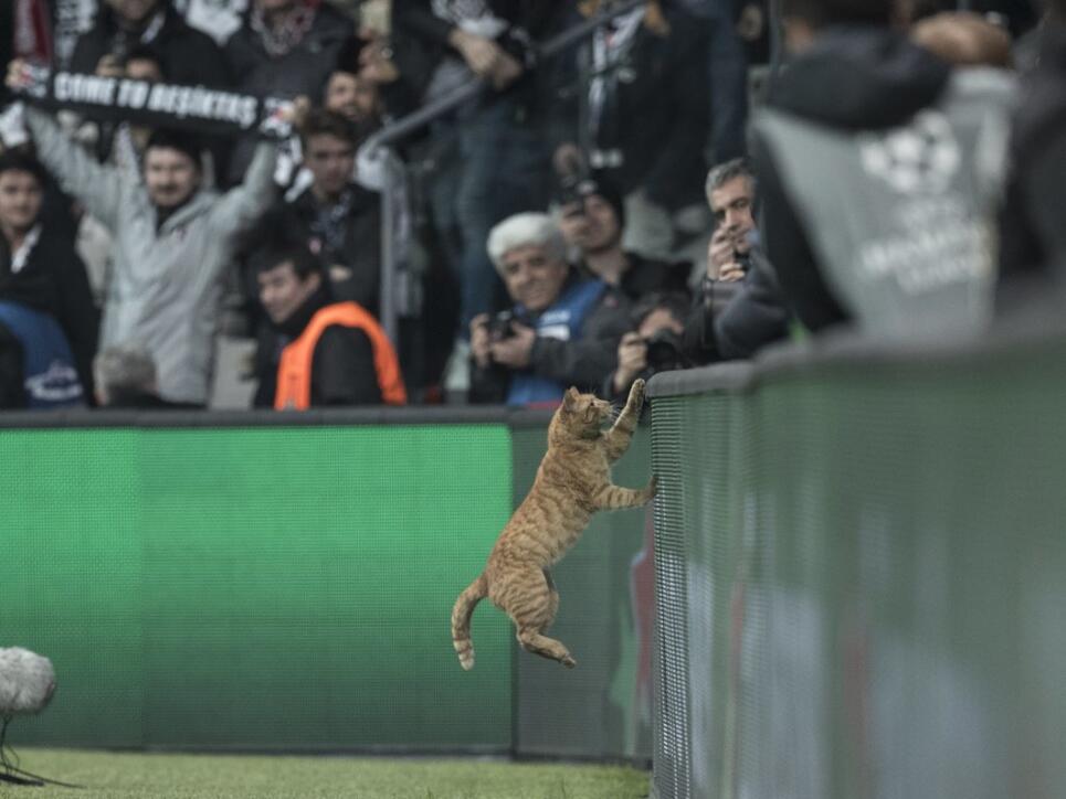 Die Katze avancierte in Istanbul kurzzeitig zum TV-Star