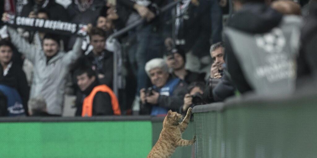Die Katze avancierte in Istanbul kurzzeitig zum TV-Star