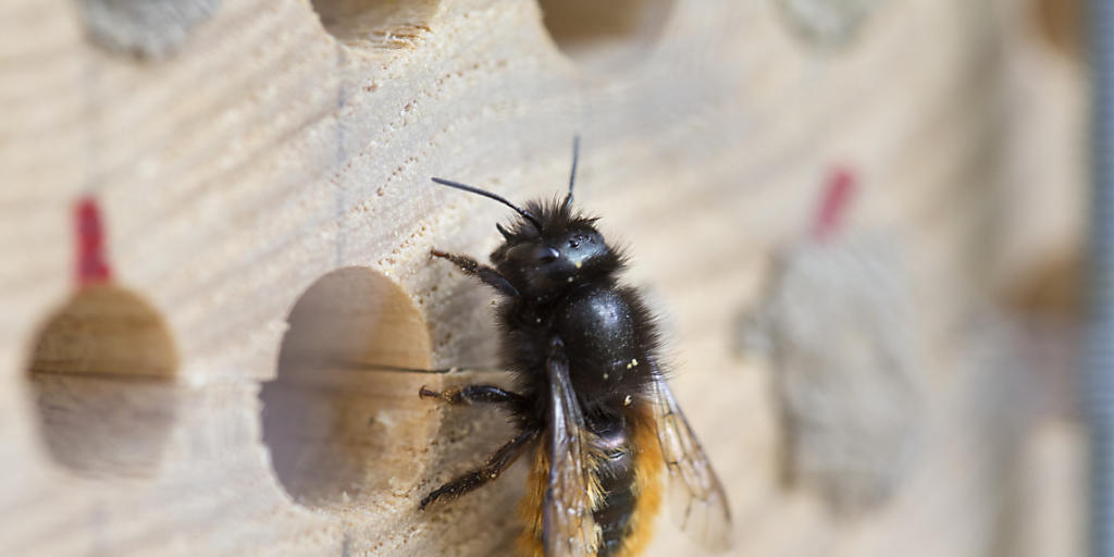 Die verstärkten Massnahmen für die Gesundheit der Bienen (auf dem Bild eine Wildbiene) zeigen ihre Wirkung. Das zeigt ein vom Bundesrat genehmigter Bericht. (Archivbild)