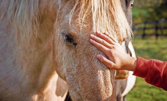 Owner stroking the horse on an animal farm