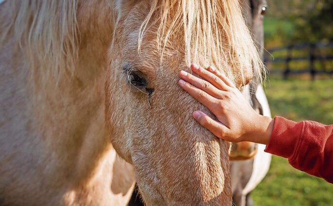 Owner stroking the horse on an animal farm