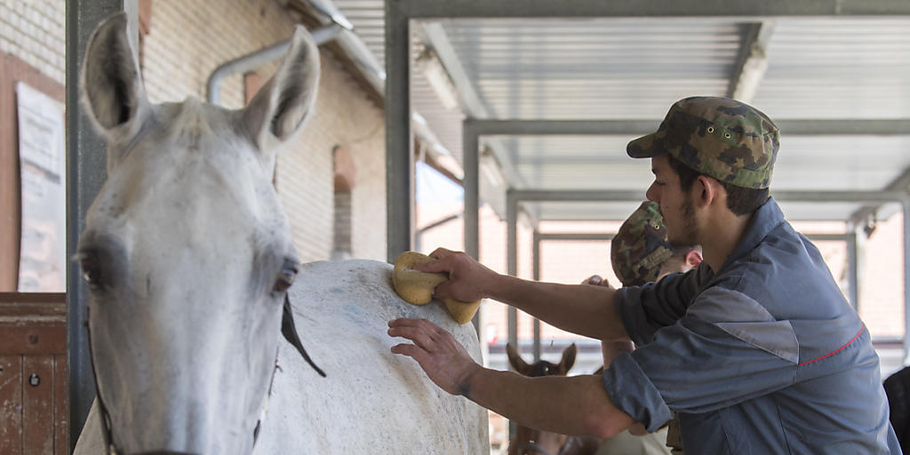 Angehörgie der Armee pflegen im bernischen Schönbühl die Pferde, die aus der geschlossenen Pferdezucht eines mutmasslichen Tierquälers im Kanton Thurgau stammen.