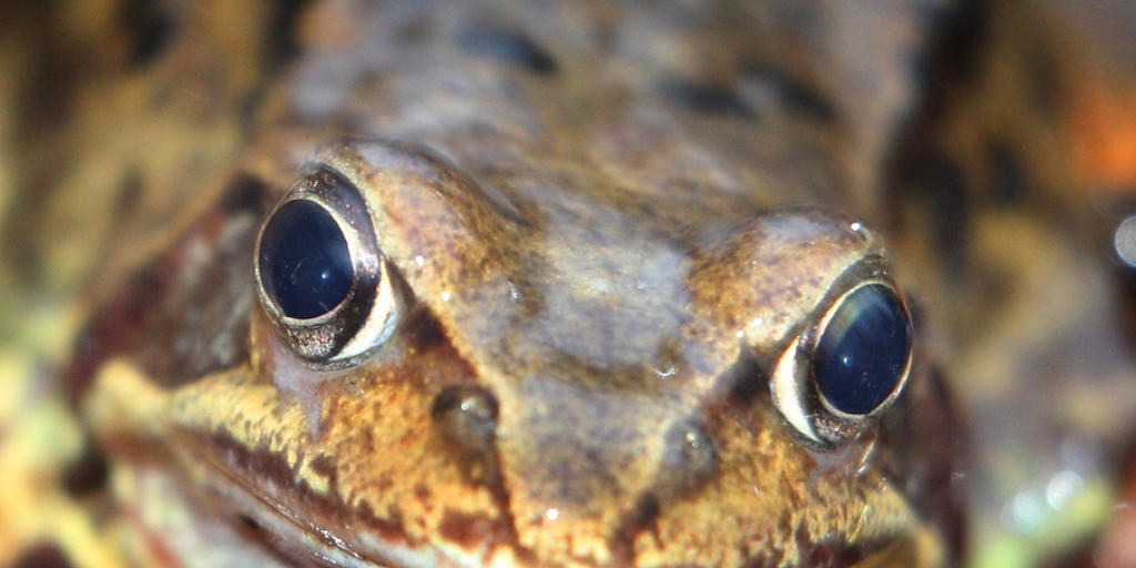 Wie finnische und schwedische Wissenschaftler beobachtet haben, können Frösche - hier ein Grasfrosch - in der Dunkelheit Farben unterscheiden. (Archiv) Wie finnische und schwedische Wissenschaftler beobachtet haben, können Frösche - hier ein Grasfrosch - in der Dunkelheit Farben unterscheiden. (Archiv)