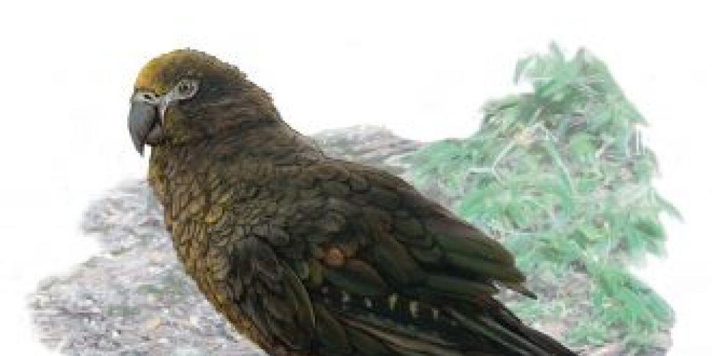 Bis zu einem Meter gross: Vor mehreren Millionen Jahren lebte auf Neuseeland ein Riesen-Papagei. (Illustration)