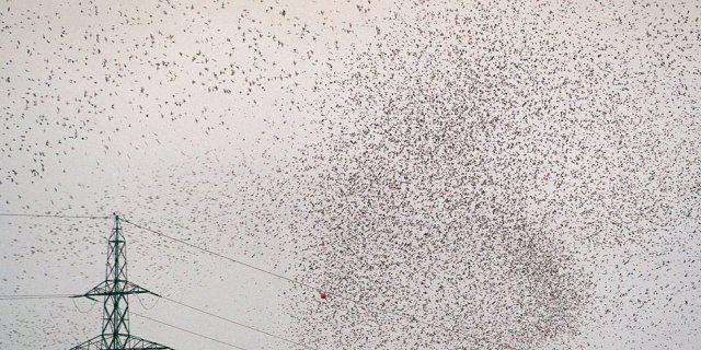 Tausende Bergfinken vereinigen sich zu einem Schwarm (Archiv)