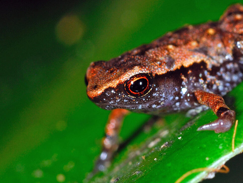 Einige der in den letzten Jahren auf Madagaskar neu entdeckten Froscharten sind nur acht bis neun Millimeter gross.