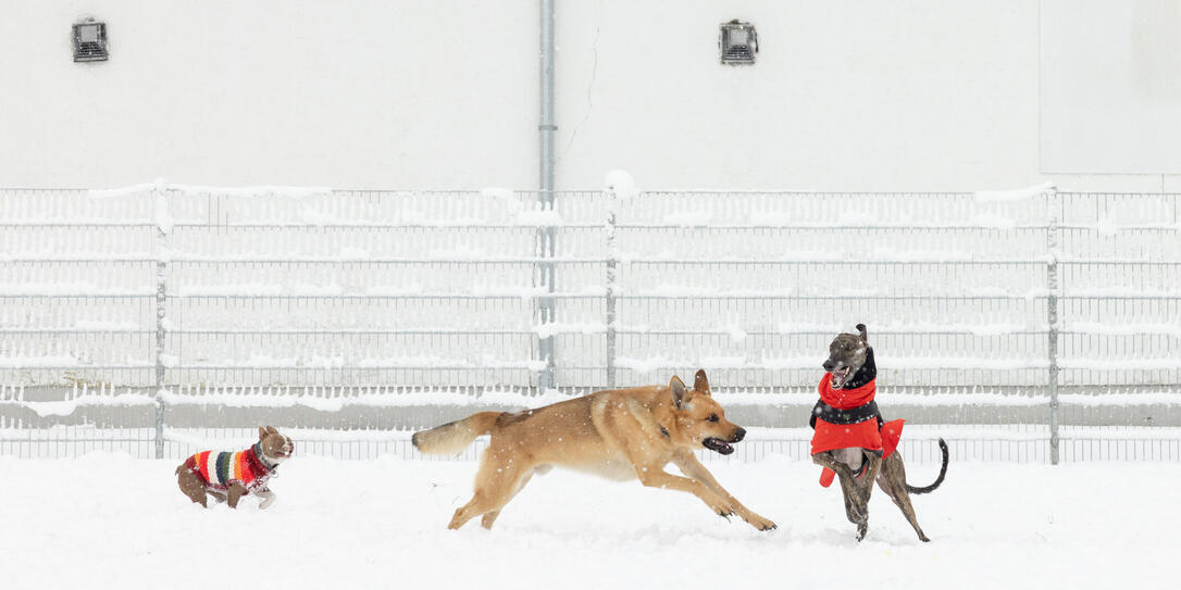Hundepark Er&ouml;ffnung, Schaan