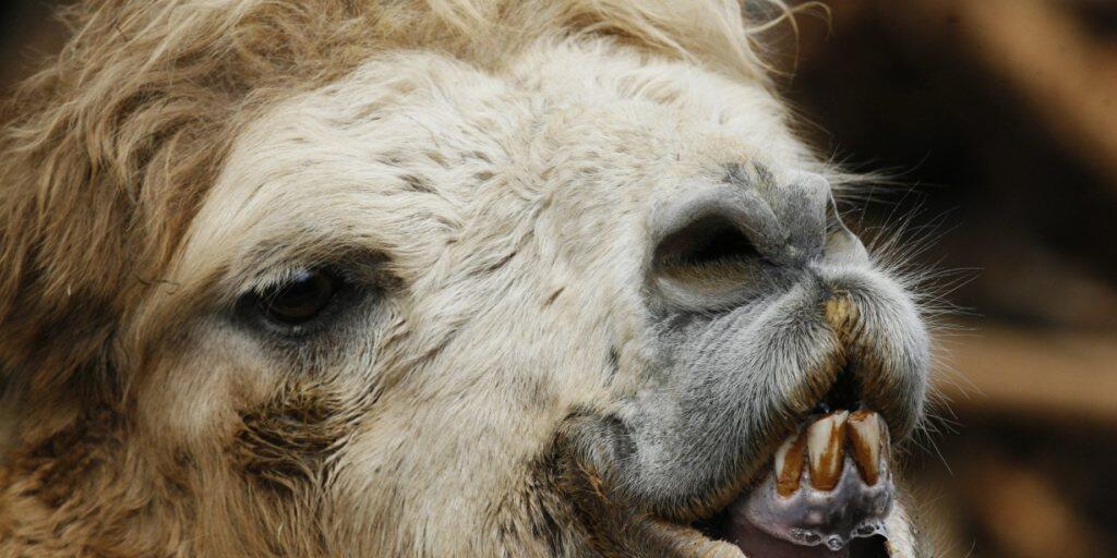 Neben Hunden und Katzen werden in der Schweiz auch exotischere Tiere wie Kamele und Giraffen als Heimtiere gehalten, wie ein Blick in die einschlägigen Datenbanken zeigt. (Symbolbild)