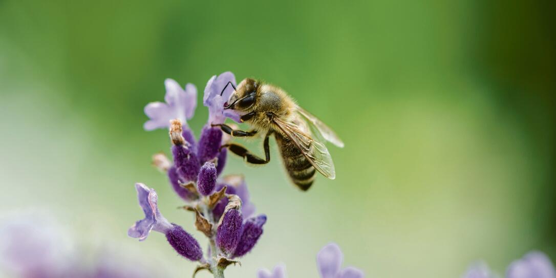 Honeybee on Lavender