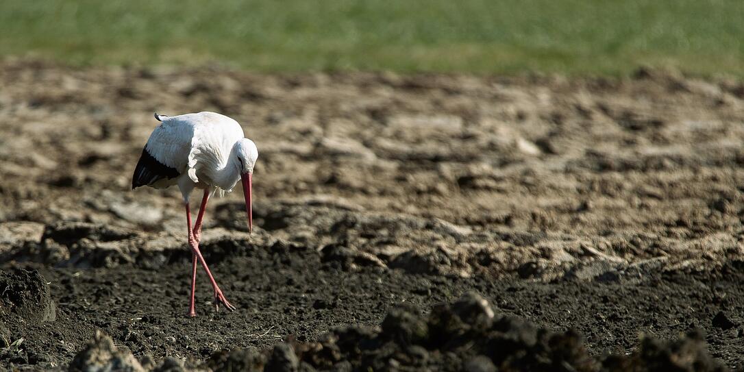Tiere, Liechtenstein