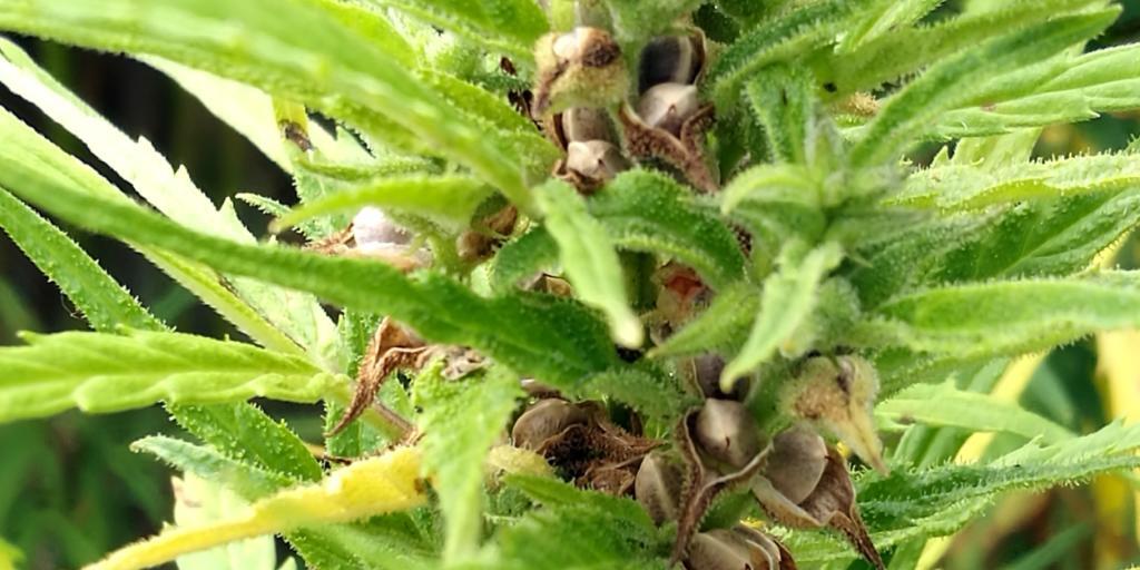 Kaum THC und CBD, dafür viele Samen: In Graubünden wird Lebensmittelhanf angebaut für die Herstellung eines neuartigen Proteinpulvers für den Muskelaufbau