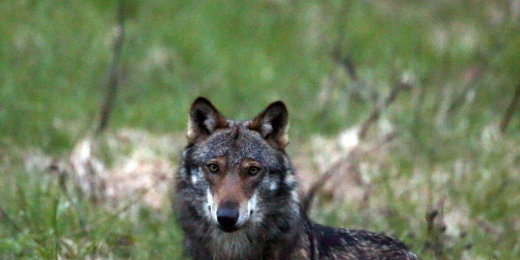 WWF und Pro Natura wollen den Tod eines Wolfs im Wallis verhindern. Sie haben Rekurs eingelegt gegen eine Abschussbewilligung im Val d'Anniviers. Nach Ansicht der Naturschutzverbände waren die Herdenschutzmassnahmen ungenügend. (Themenbild)